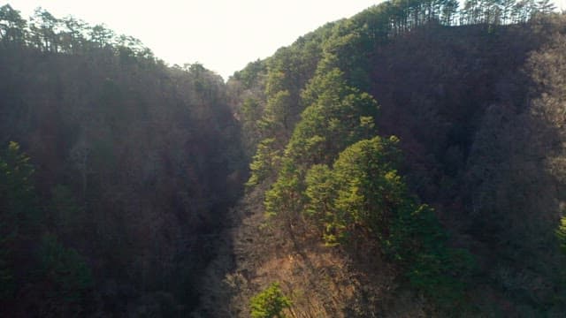 Panoramic View of a Dense Pine Forest with Sunlight