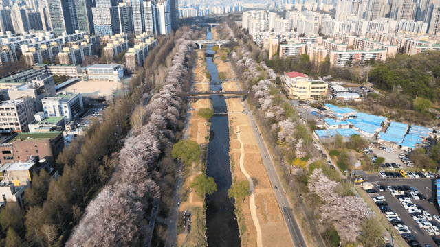 Cherry blossoms between city riversides with tall buildings