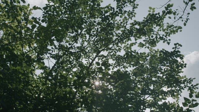 Sunlight Peeking Through Lush Green Foliage