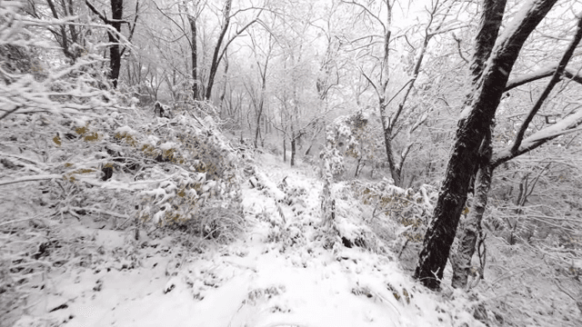 눈 덮인 나무가 있는 숲