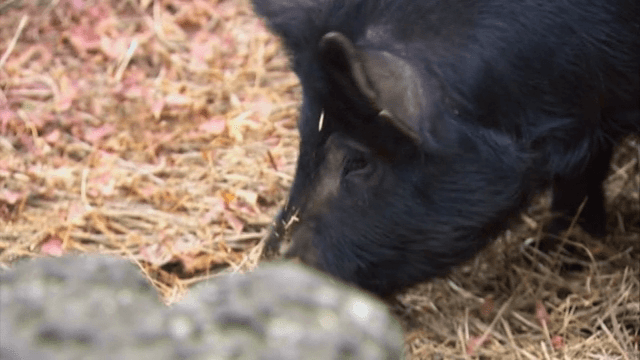 야외 짚더미에서 먹이를 찾는 흑돼지