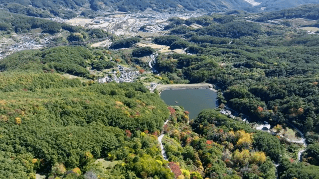 푸른 숲의 항공 뷰