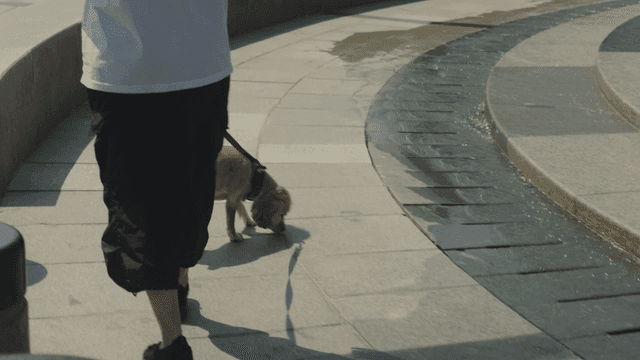 A person walking a dog near a fountain