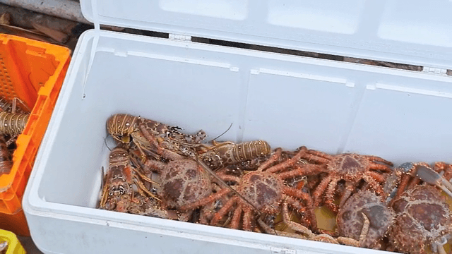 플라스틱 용기에 담긴 게와 바닷가재