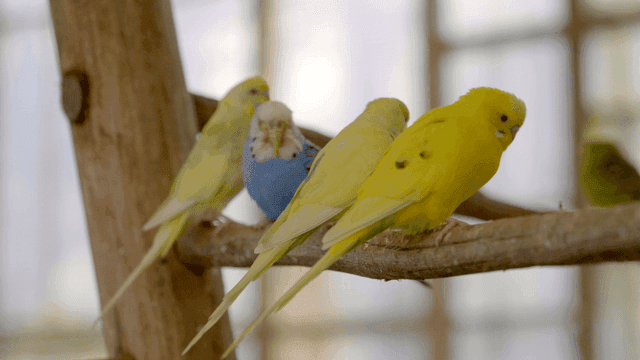 Colorful parrots sitting on tree branch