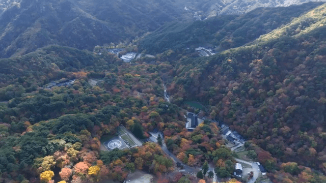가을 단풍이 든 울창한 숲