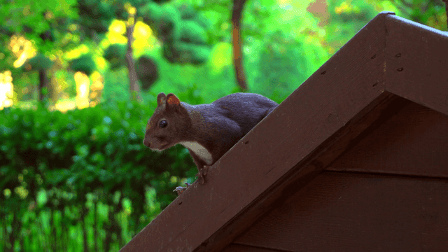 푸른 숲 속 나무 지붕 위의 다람쥐