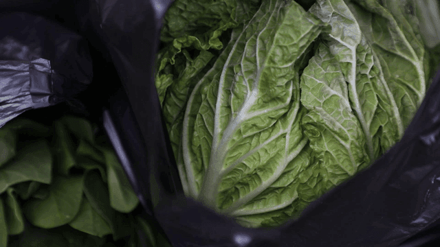Fresh green cabbage in a black bag