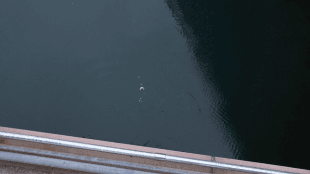 잔잔한 강 위에 낚여 올라오는 물고기