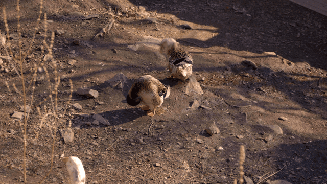 Ducks grooming their feathers with their beaks on rocky ground