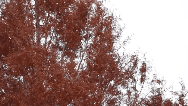 A tree with red leaves against the sky