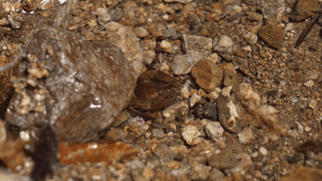 Crayfish moving among river rocks
