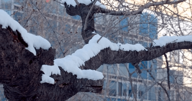 Snow-covered tree branches in front of a building