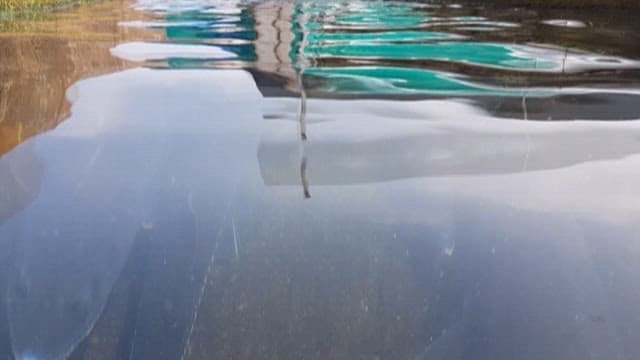 양식장 수조에서 헤엄치는 철갑상어