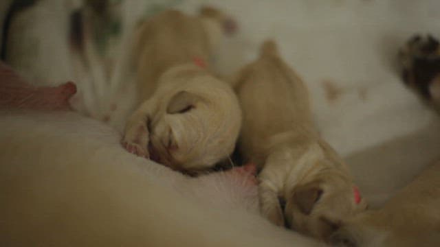 아늑하게 젖을 먹고 있는 갓 태어난 강아지들