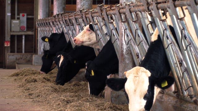 Dairy cows eating inside a metal fence in a barn