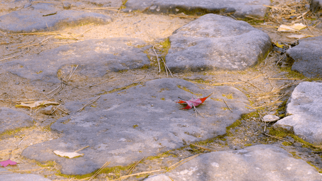 Red fallen leaves on stone path