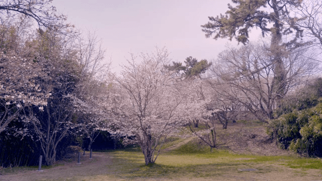 고요한 공원의 벚꽃