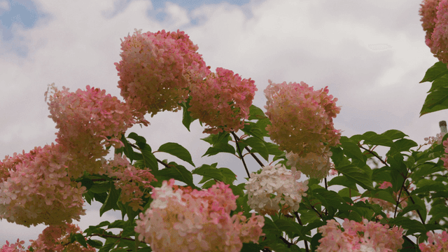 Pink hydrangeas blooming under cloudy sky