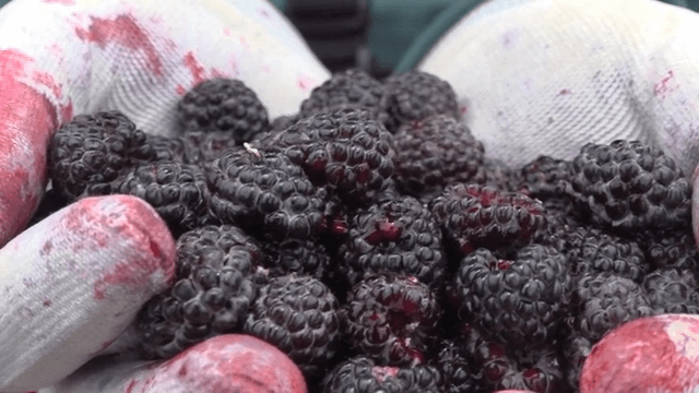 장갑 낀 손에 갓 딴 복분자