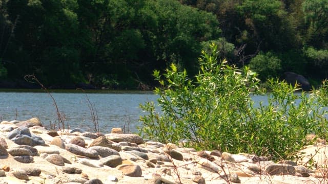 Rocky riverbank with shrubbery on a sunny day