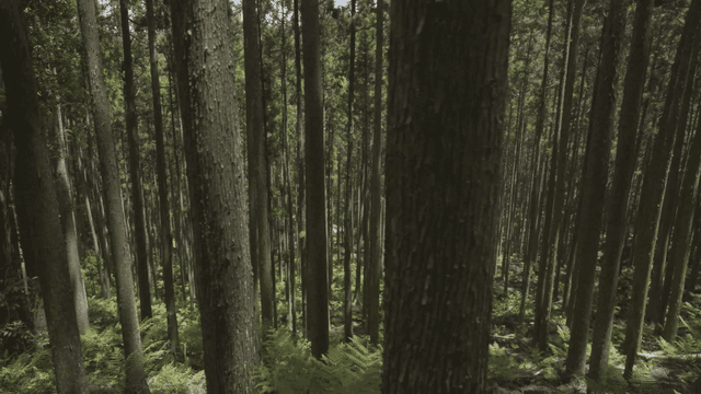 키 큰 나무와 양치식물이 있는 울창한 숲