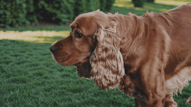 Cocker Spaniel walking on green grass