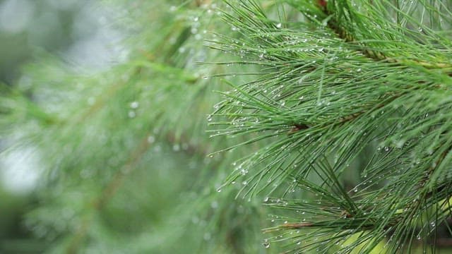 Pine tree branches with morning dew