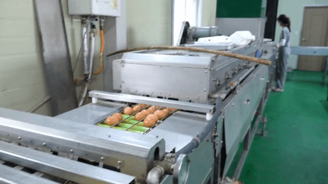 공장에서 처리되는 계란