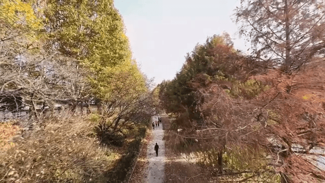 가을 나무길을 걷는 사람들