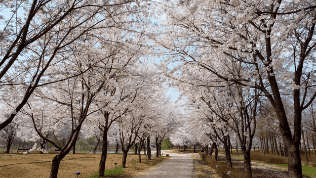 Walking path in fully bloomed cherry blossom park
