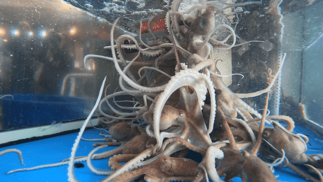 Octopuses in tank