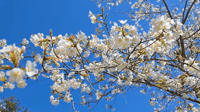 맑은 하늘 아래 피어난 벚꽃