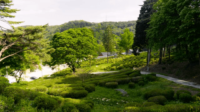 Lush green tea fields with traditional temples