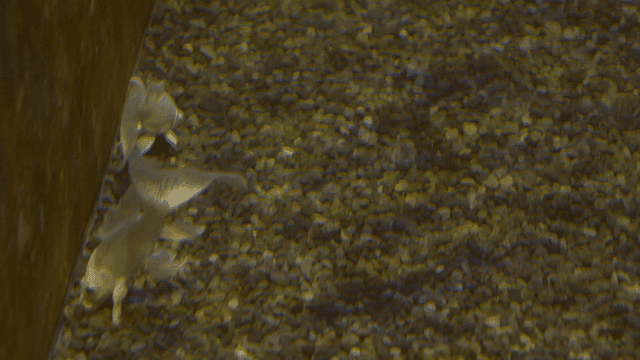 Silver carp swimming in tank