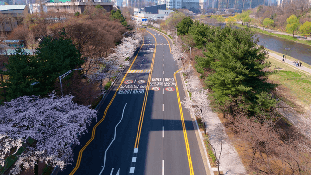 Cherry blossoms lining a city street