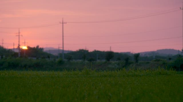 평온한 초록 들판 위의 일몰