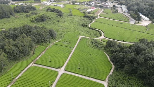 Expansive green tea fields with trees