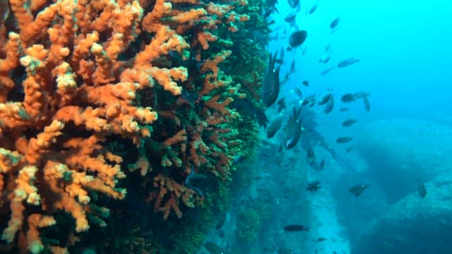 Diver Exploring Underwater Coral Reef