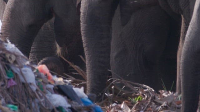 Elephants eating trash at a landfill