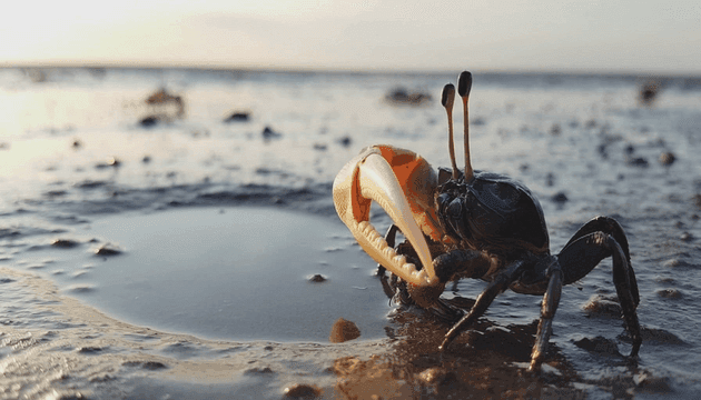 Crabs on mudflat mud