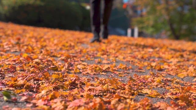 가을 낙엽을 밟으며 산책하는 사람
