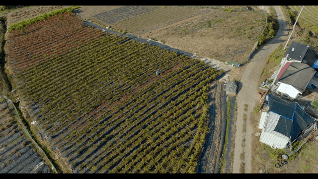 작은 집이 있는 밭 