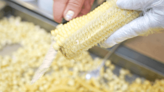 Sight of cutting corn with knife