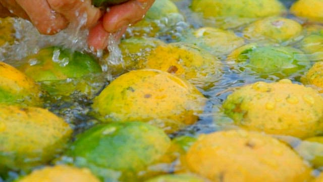 Washing fresh tangerines in a large basin with clean water