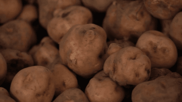 자루에 담긴 갓 수확한 감자