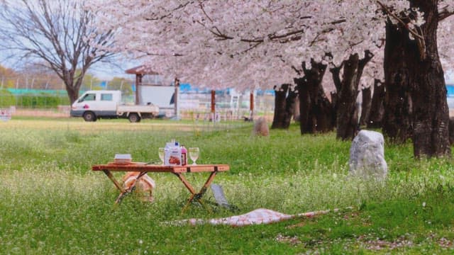 Pink Cherry Blossoms Swaying in the Spring Breeze