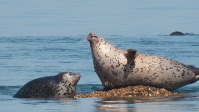 Seals resting on a sun-drenched rock in the middle of the sea