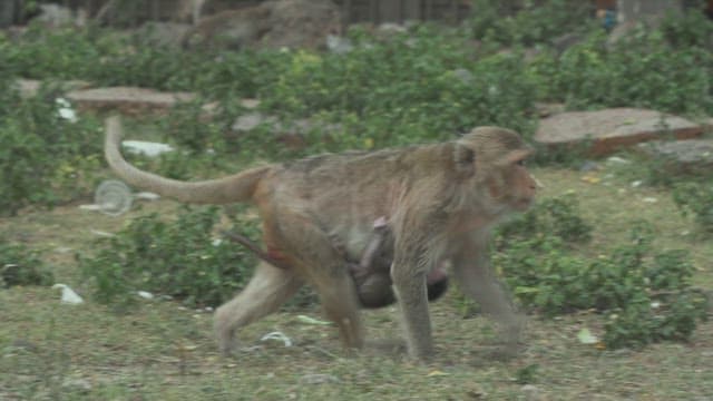 Mother Monkey Walking on the Grass Holding Her Baby