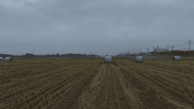 Bales of hay in a harvested field